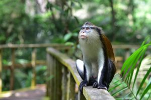 lekki Conservation Center 